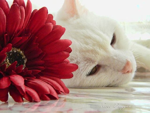 女子台球赛事掀起热潮,女子台球队