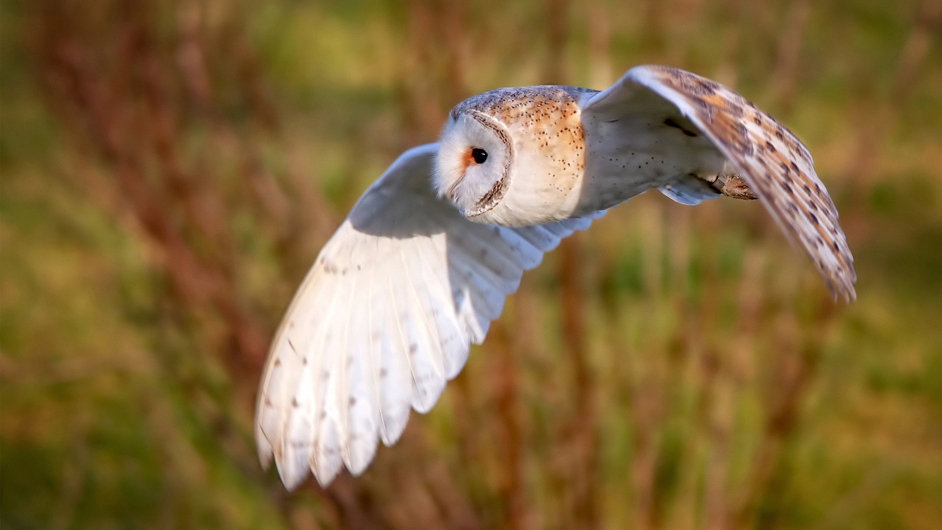 欧冠比赛中最恐怖的锋线组合盘点，欧冠最高分出局