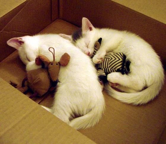 特色校园足球课程在全国中小学推广,培养青少年运动习惯,校园足球特色学校申报材料完整版