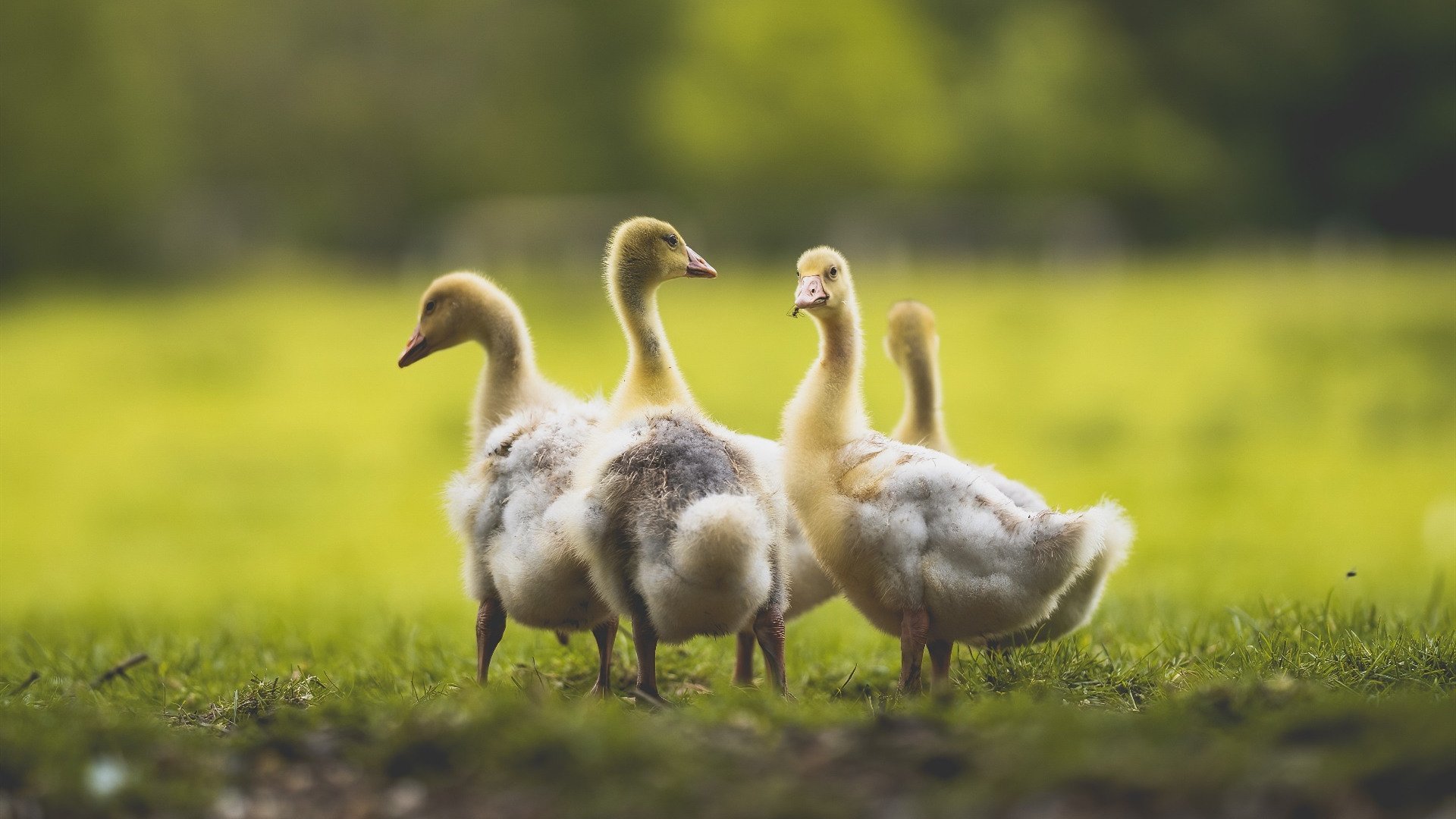 炉石传说 新版本卡牌引爆比赛,炉石传说爆牌卡组