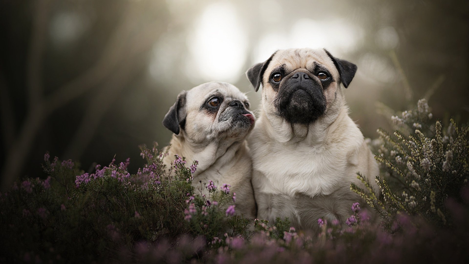 Kaiyun(中国)开云-黄蜂球迷参与“设计主场助威动作”比赛，黄蜂球队