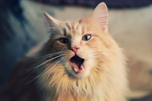 kaiyun官方网站-黄蜂队市值创历史新高，正式跻身联盟中游，黄蜂队主场叫什么