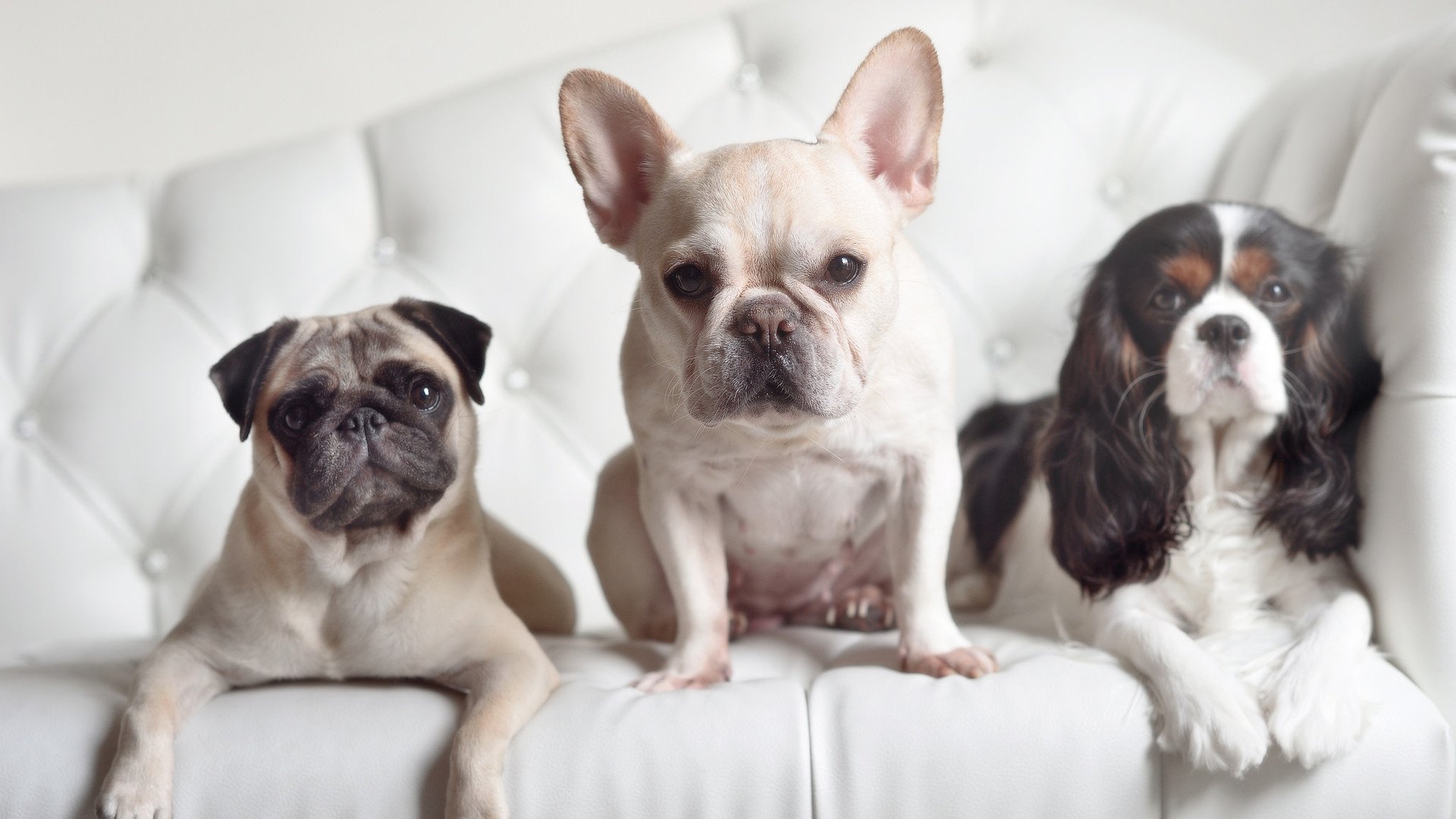 保加利亚闯入顶级赛事，表现备受期待，保加利亚比赛